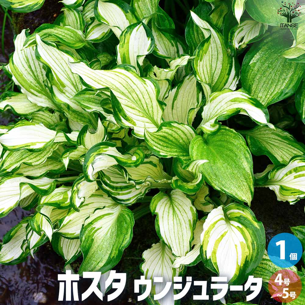 ホスタ ウンジュラータ【花苗 4～5号ポット／1個売り】｜ 【植物の