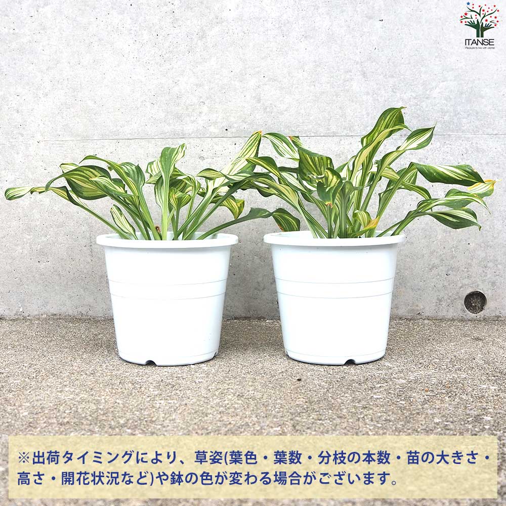 ホスタ ウンジュラータ【花苗 4～5号ポット／1個売り】｜ 【植物の