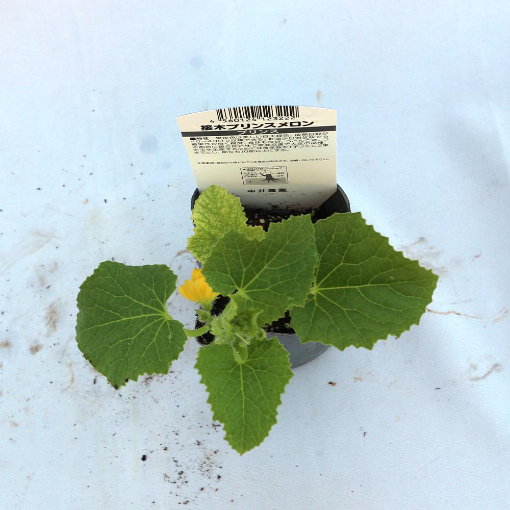 プリンスメロン(品種:都プリンス)接ぎ木苗2個～【野菜 接木苗9cmポット】