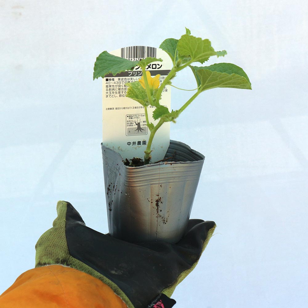 プリンスメロン(品種:都プリンス)接ぎ木苗2個～【野菜 接木苗9cmポット】