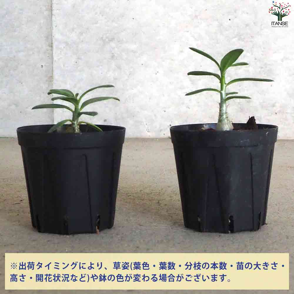 パキポディウム ビスピノーサム 【多肉植物 2号鉢】