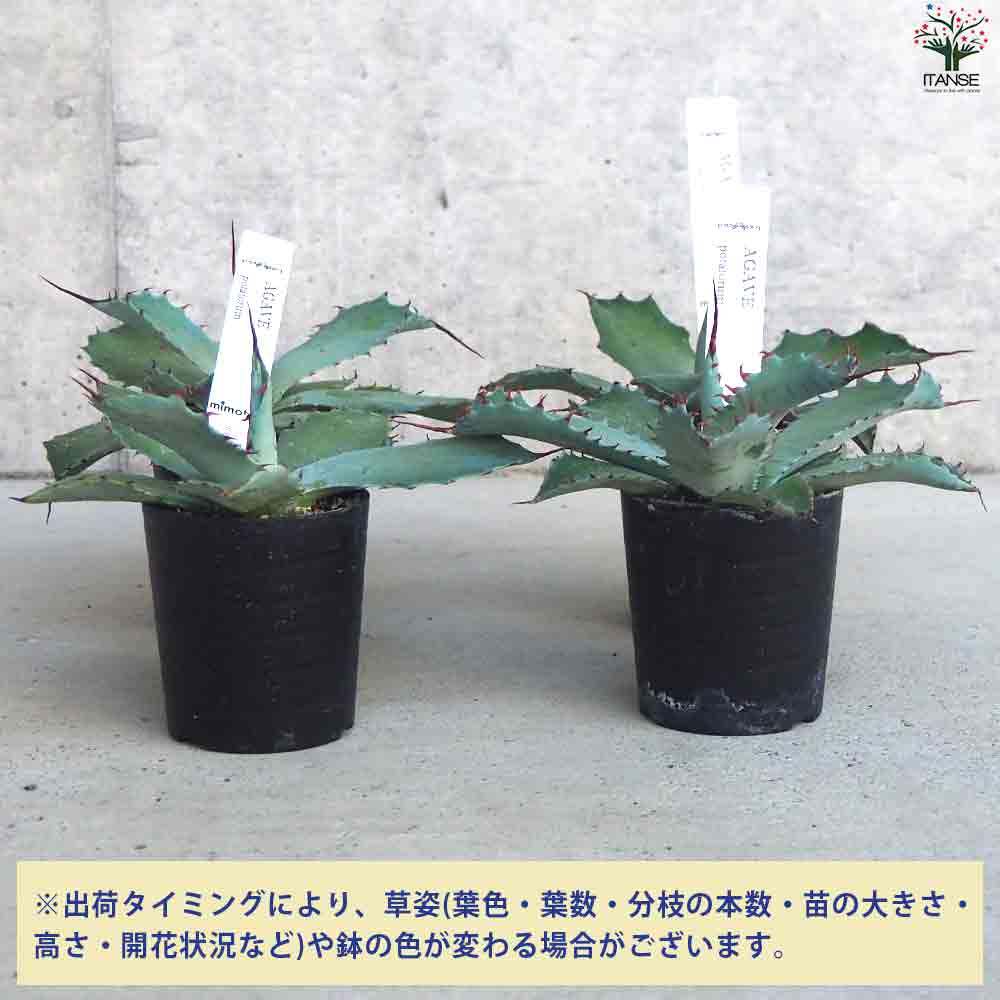 実生2年目】アガベ・ポタトラム＿実生株 種子数約500粒分（写真