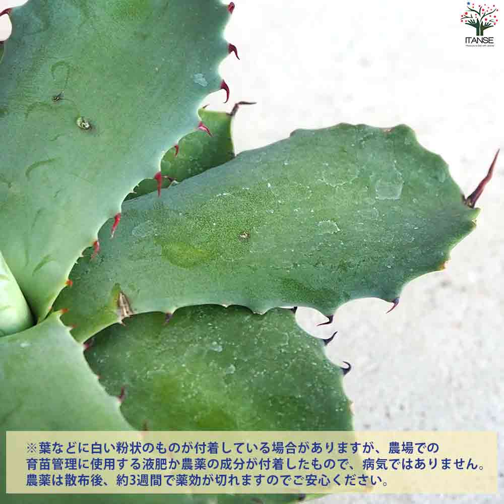アガベ ポタトラム 【多肉植物 2.5号鉢／1個売り】｜ 【植物の