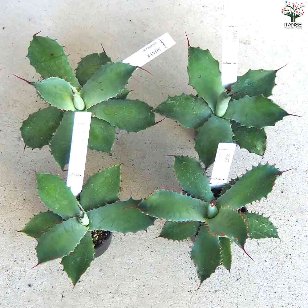 アガベ ポタトラム 【多肉植物 2.5号鉢／1個売り】