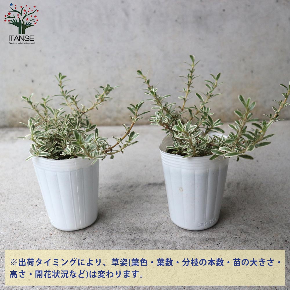 コプロスマ・キルキーの苗 【花苗 2.5号ロングポット苗】