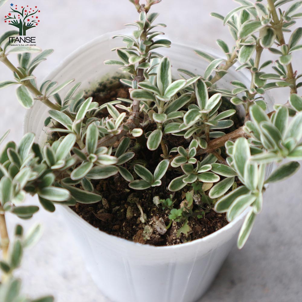 コプロスマ・キルキーの苗 【花苗 2.5号ロングポット苗】