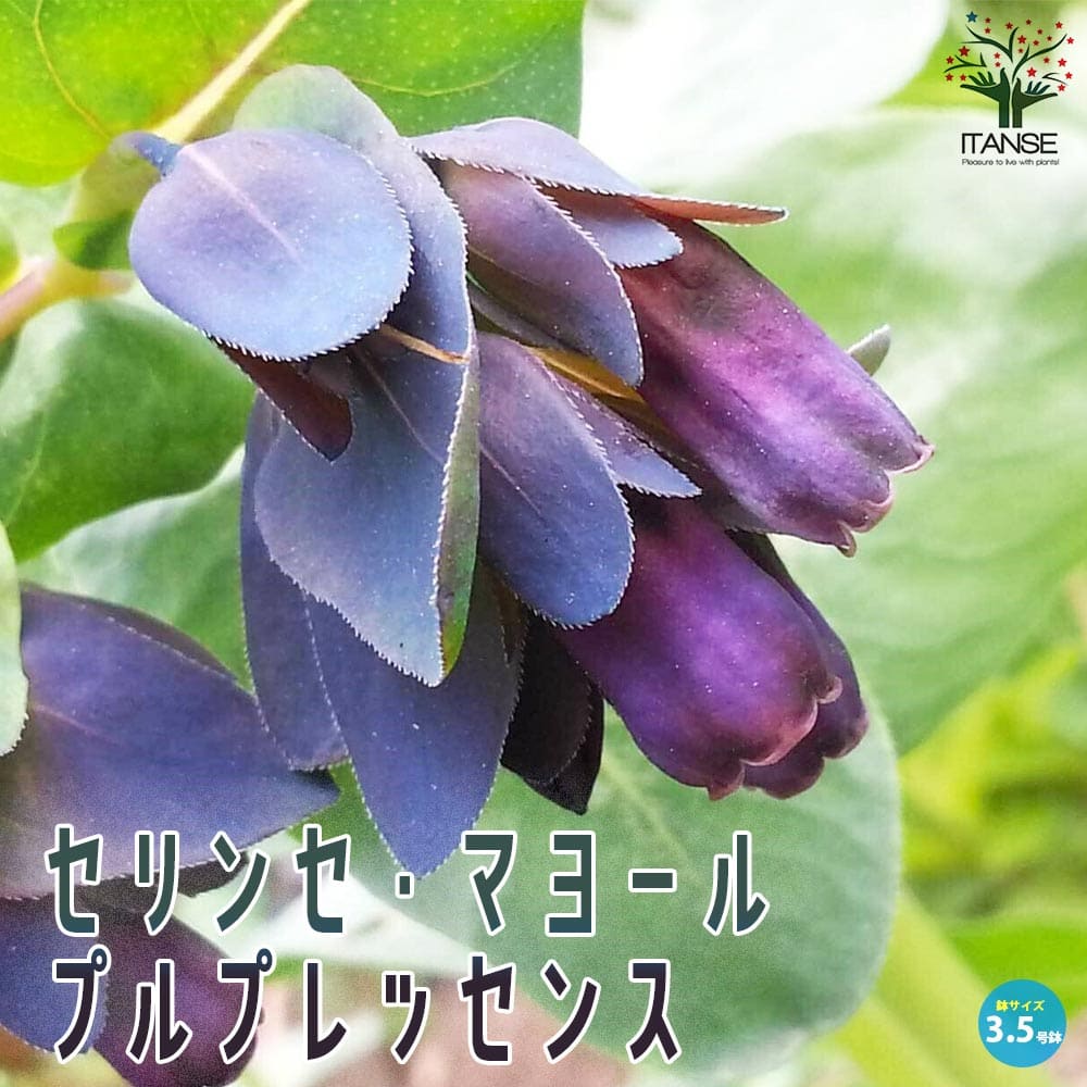 セリンセ・マヨール 'プルプレッセンス'【花苗 3.5号ポット苗