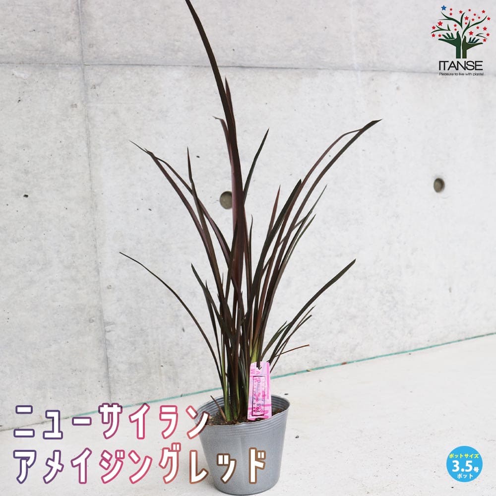 ニューサイラン(入才蘭) アメイジングレッド 【庭木 3.5号ポット 多年草カラーリーフ・オーナメンタルプランツ苗】