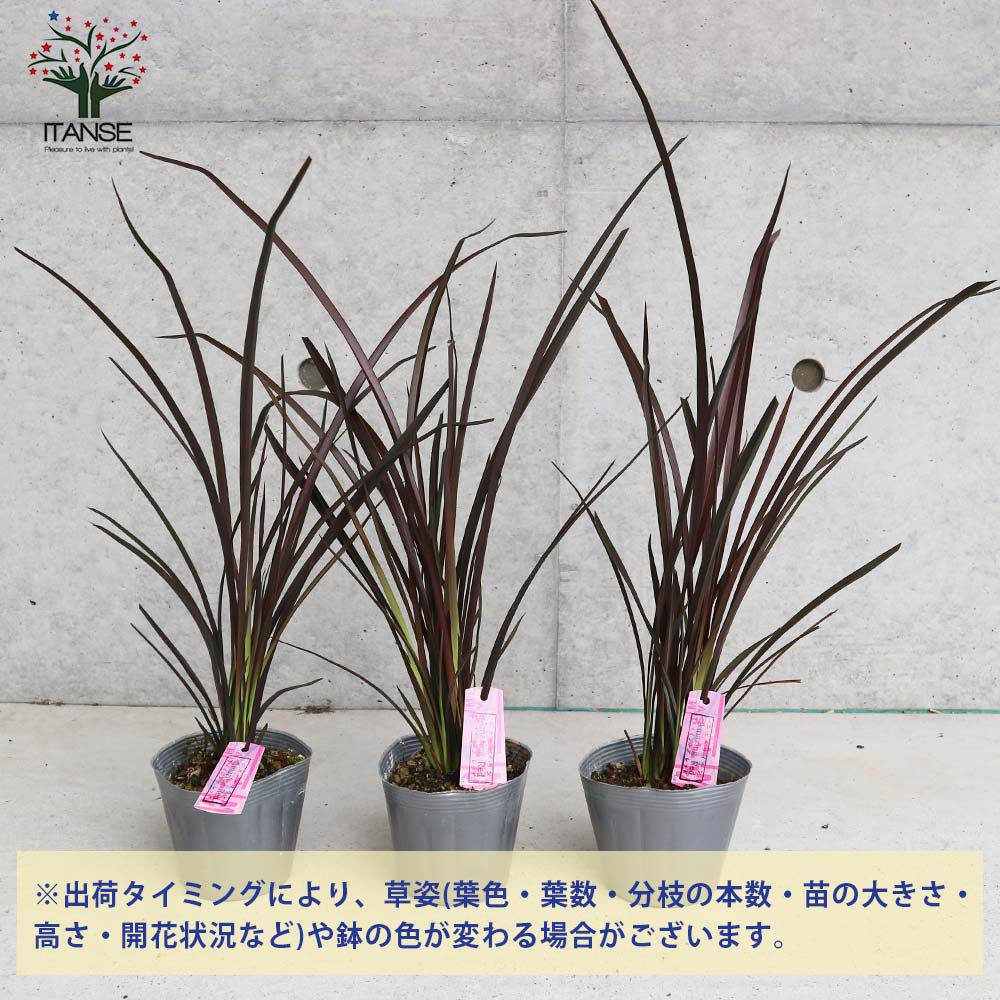 ニューサイラン(入才蘭) アメイジングレッド 【庭木 3.5号ポット 多年草カラーリーフ・オーナメンタルプランツ苗】