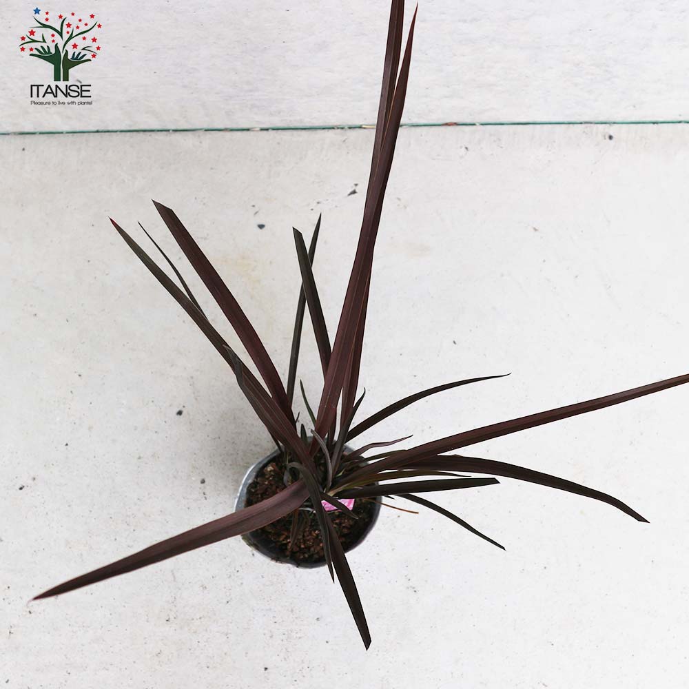 ニューサイラン(入才蘭) アメイジングレッド 【庭木 3.5号ポット 多年草カラーリーフ・オーナメンタルプランツ苗】