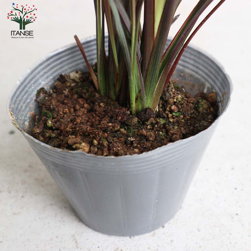 ニューサイラン(入才蘭) アメイジングレッド 【庭木 3.5号ポット 多年草カラーリーフ・オーナメンタルプランツ苗】