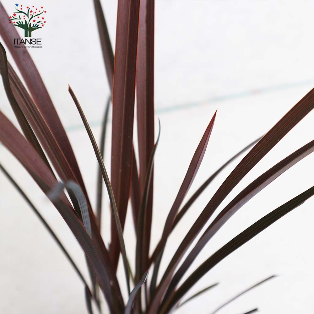 ニューサイラン(入才蘭) アメイジングレッド 【庭木 3.5号ポット 多年草カラーリーフ・オーナメンタルプランツ苗】