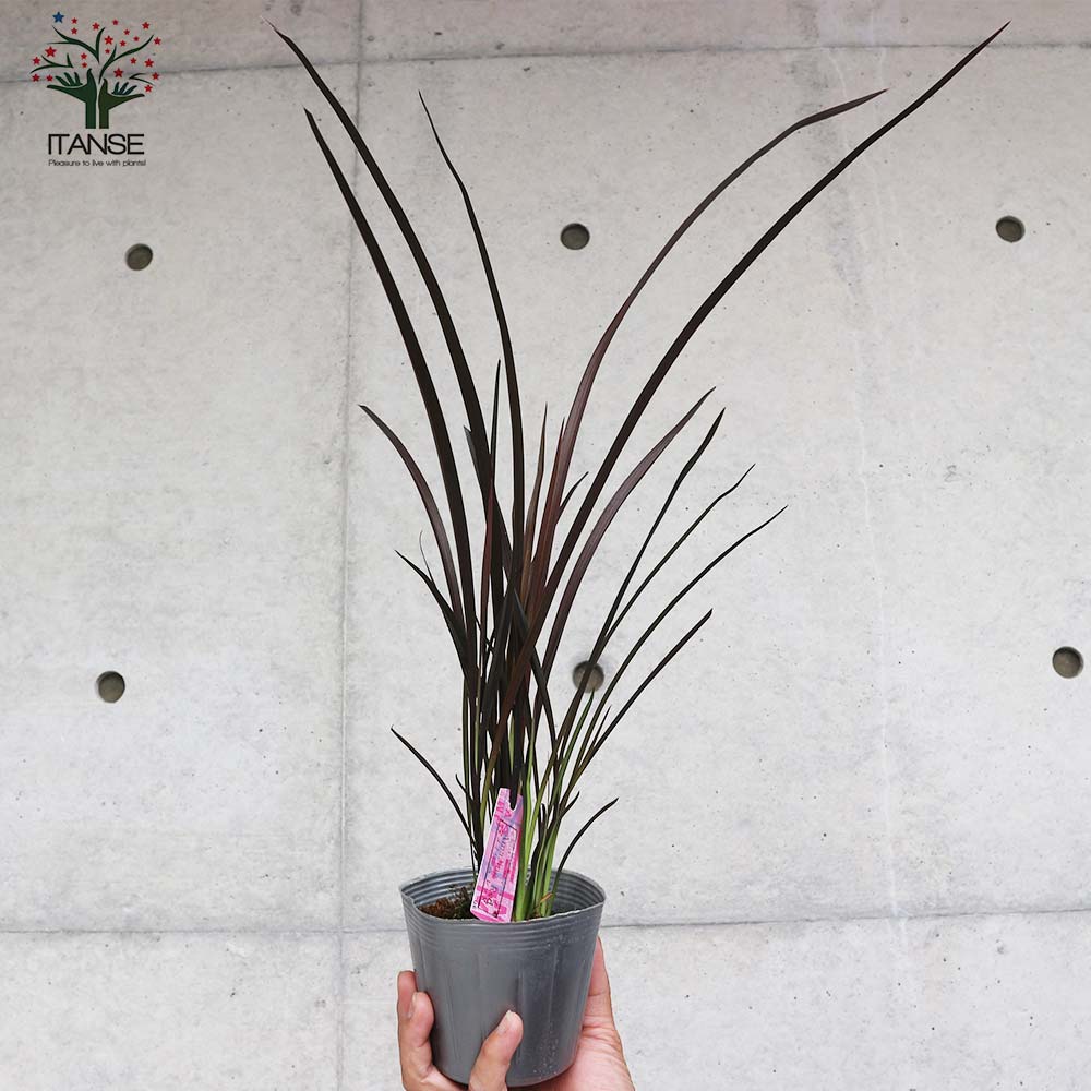 ニューサイラン(入才蘭) アメイジングレッド 【庭木 3.5号ポット 多年草カラーリーフ・オーナメンタルプランツ苗】