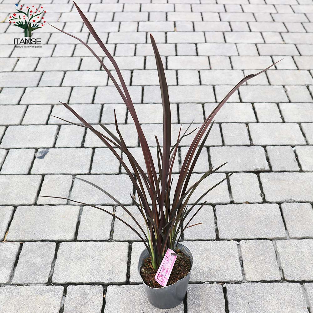 ニューサイラン(入才蘭) アメイジングレッド 【庭木 3.5号ポット 多年草カラーリーフ・オーナメンタルプランツ苗】