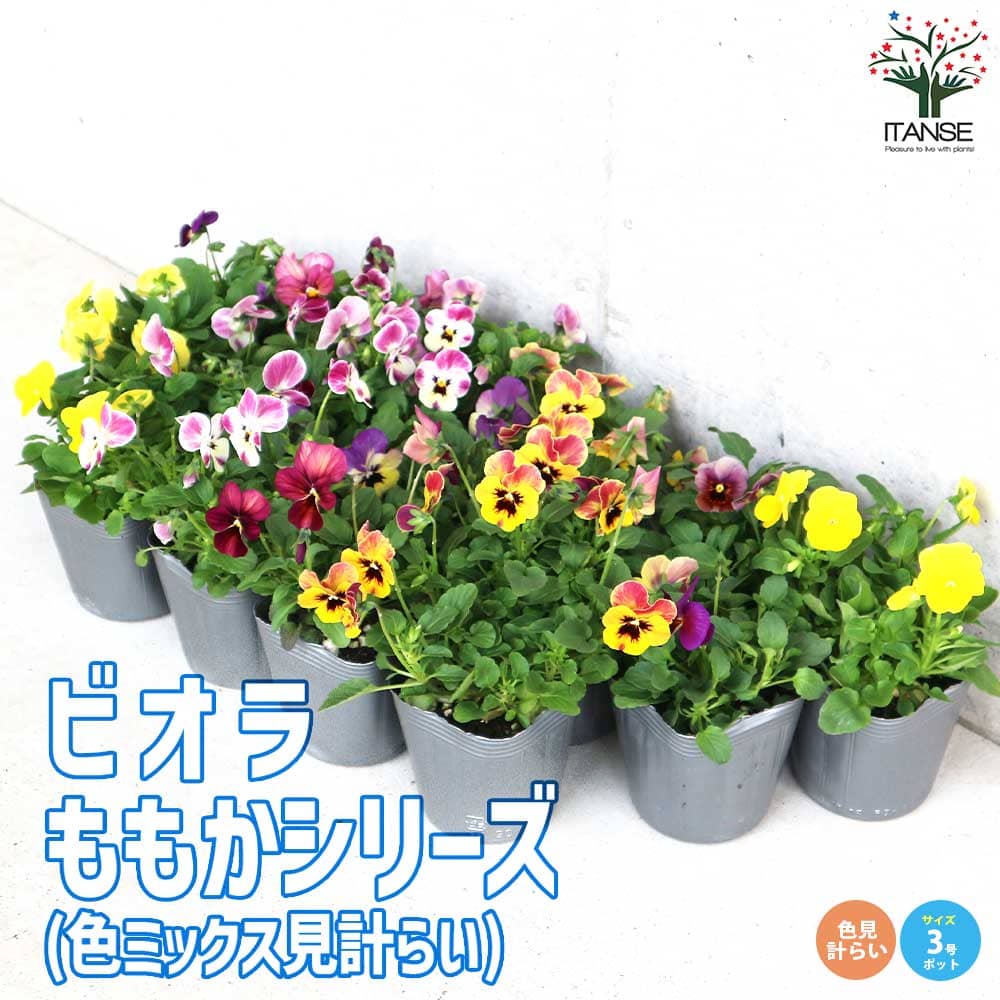 ビオラ ももか シリーズ