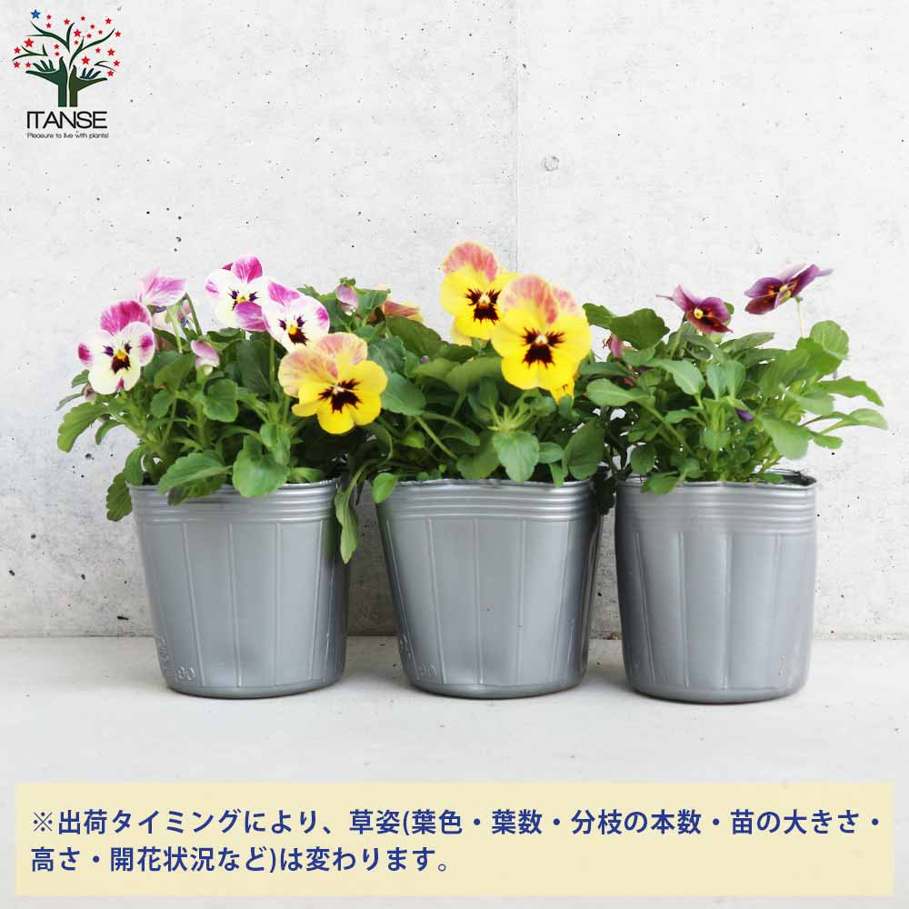 ビオラ ”ももか”シリーズ 色ミックス3個～【花苗 3号ポット苗