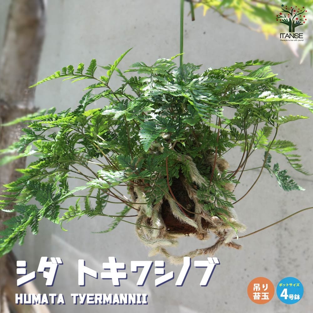 シダ トキワシノブ 吊り苔玉【観葉植物 4号サイズ リビングや