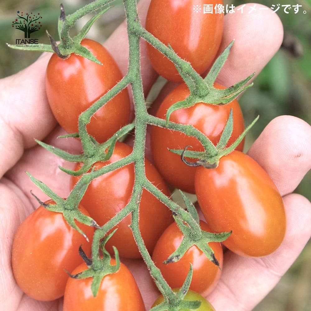 ミニトマトの苗 チョコアイコ 枝づくり苗2個～【野菜の苗 12cmポット
