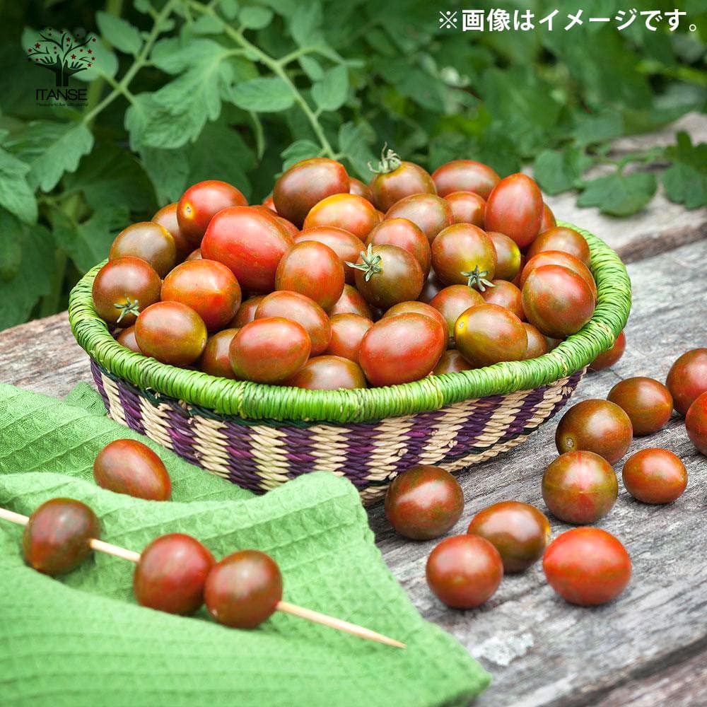 ミニトマトの苗 チョコアイコ 枝づくり苗2個～【野菜の苗 12cmポット