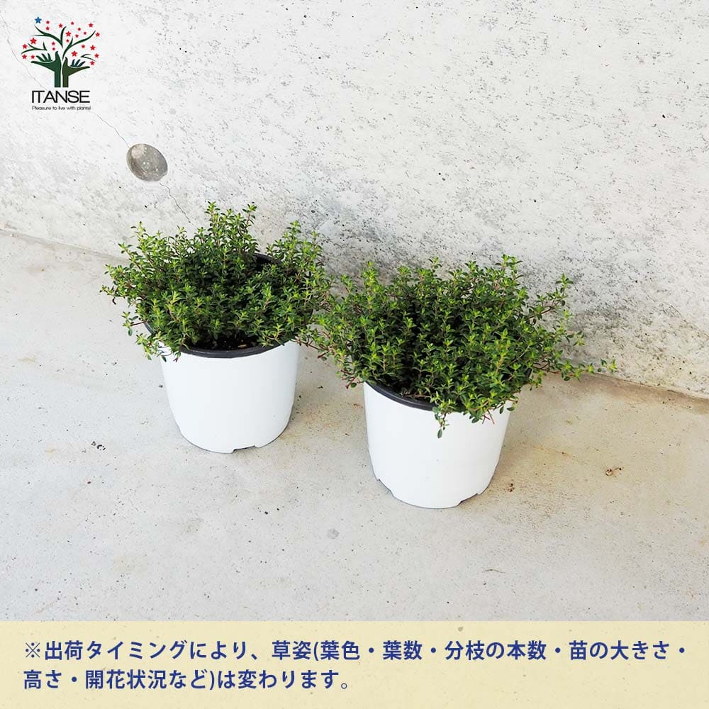 タイム クリーピングレッド 10.5cm2個～【おうちで簡単！育てやすい10.5cmポットハーブ苗シリーズ！】