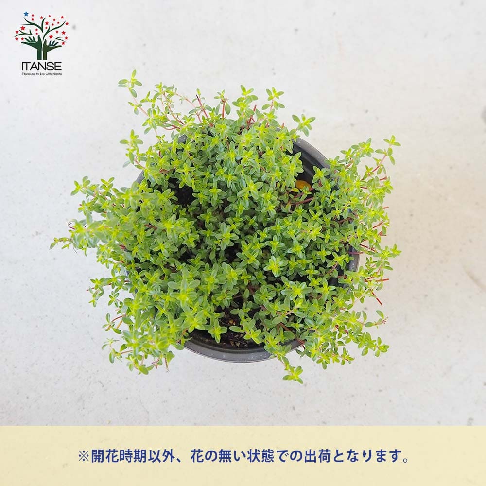 タイム クリーピングレッド 10.5cm2個～【おうちで簡単！育てやすい