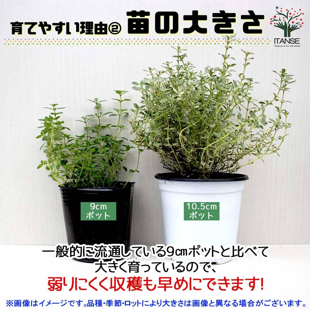 タイム クリーピングレッド 10.5cm2個～【おうちで簡単！育て
