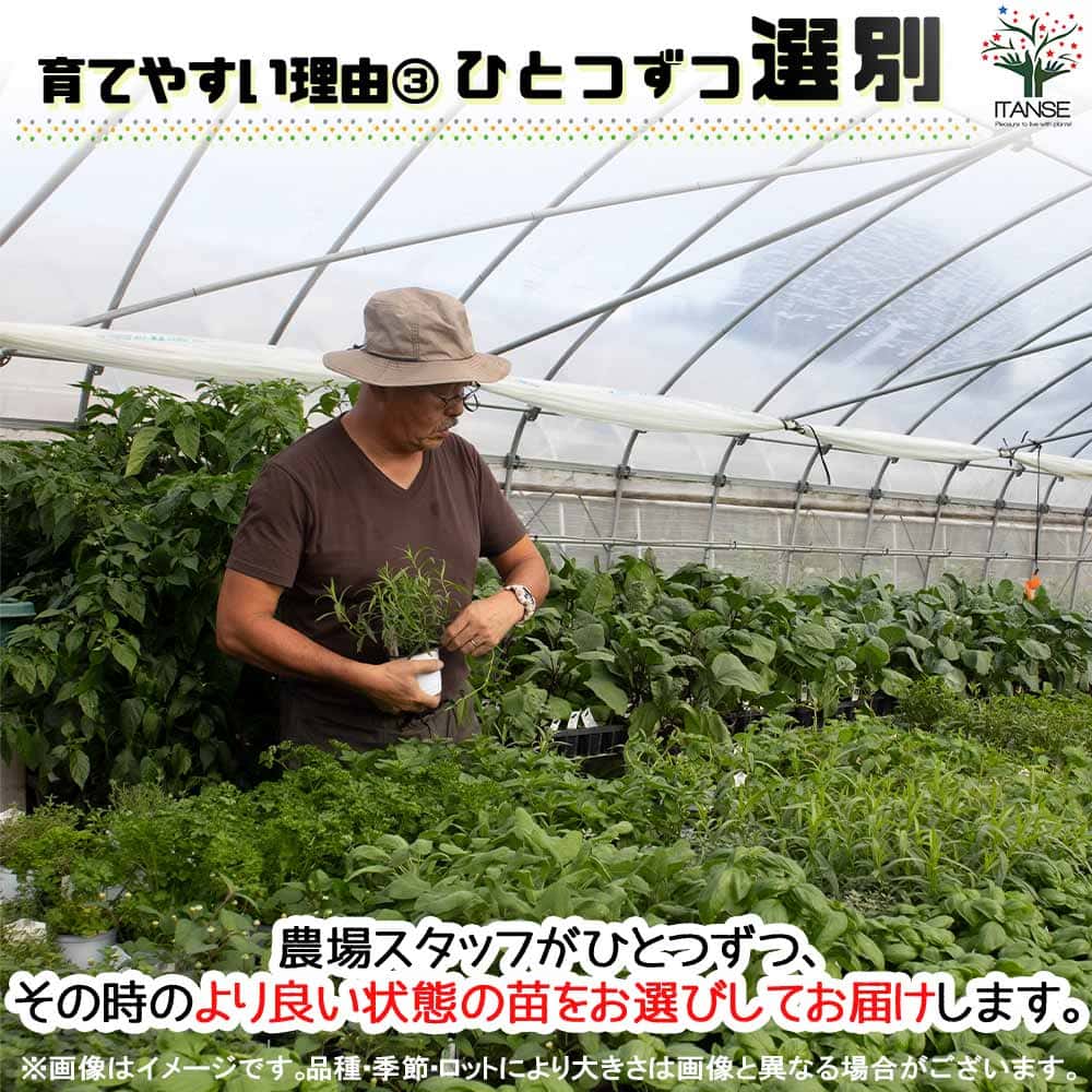 タイム クリーピングレッド 10.5cm2個～【おうちで簡単！育てやすい10.5cmポットハーブ苗シリーズ！】