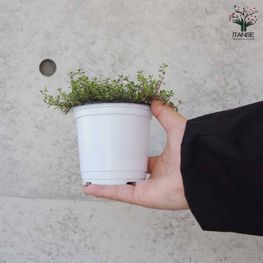 タイム クリーピングレッド 10.5cm2個～【おうちで簡単！育てやすい10.5cmポットハーブ苗シリーズ！】