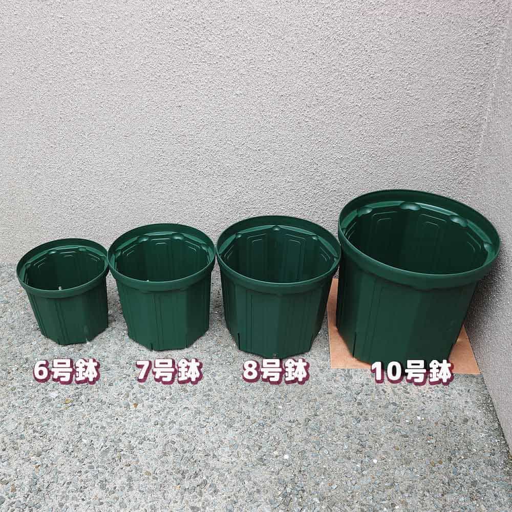 スリット鉢【10号鉢 資材】