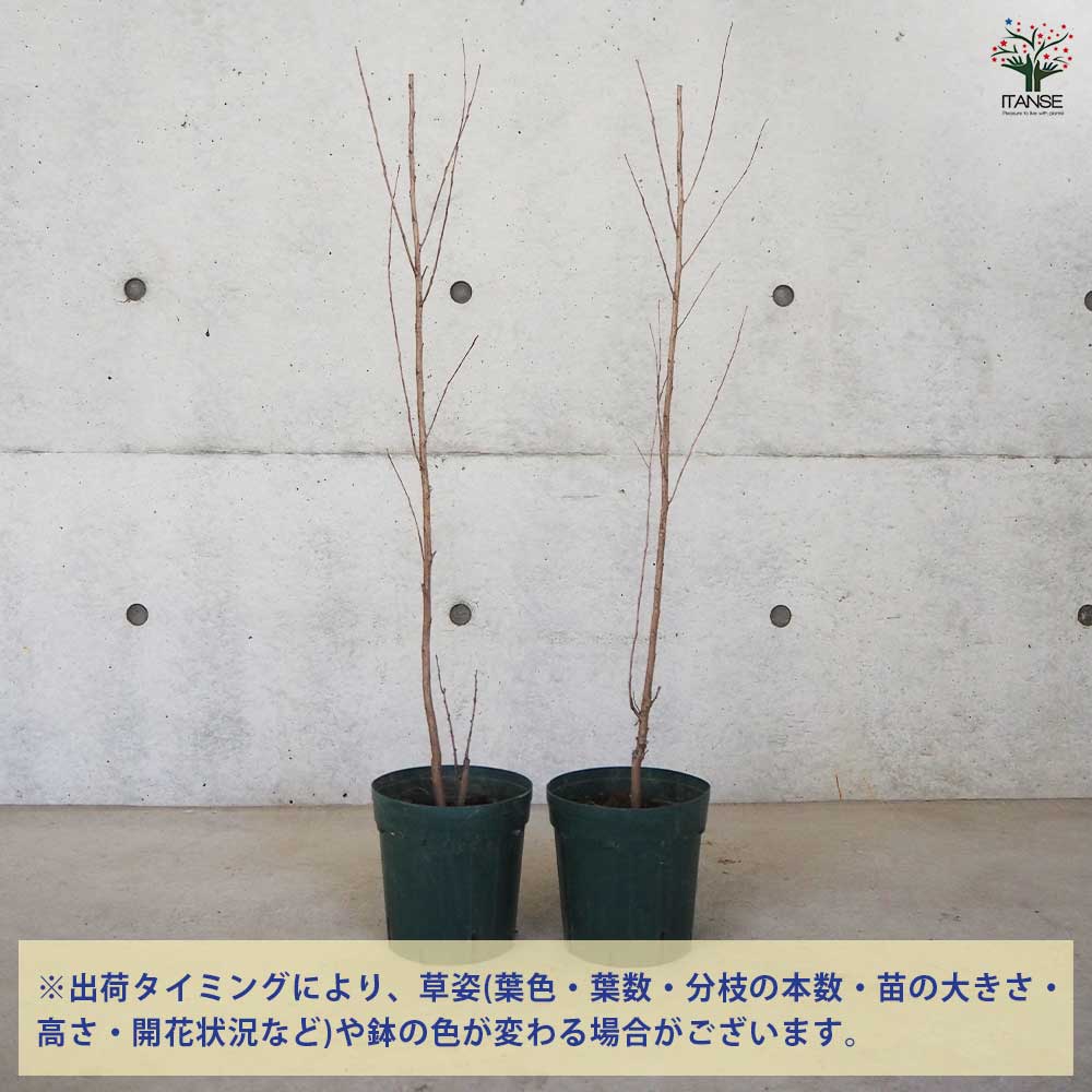 サルスベリ ブラックリーフダイヤモンド クリムゾンR 【花木苗 6号ポット／1個売り】