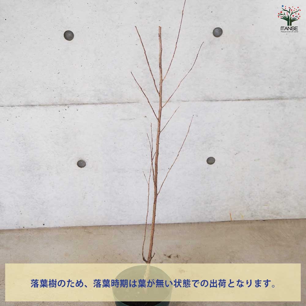 サルスベリ ブラックリーフダイヤモンド クリムゾンR 【花木苗 6号ポット／1個売り】