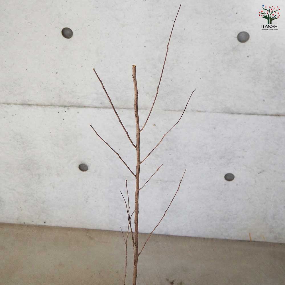 サルスベリ ブラックリーフダイヤモンド クリムゾンR 【花木苗 6号ポット／1個売り】