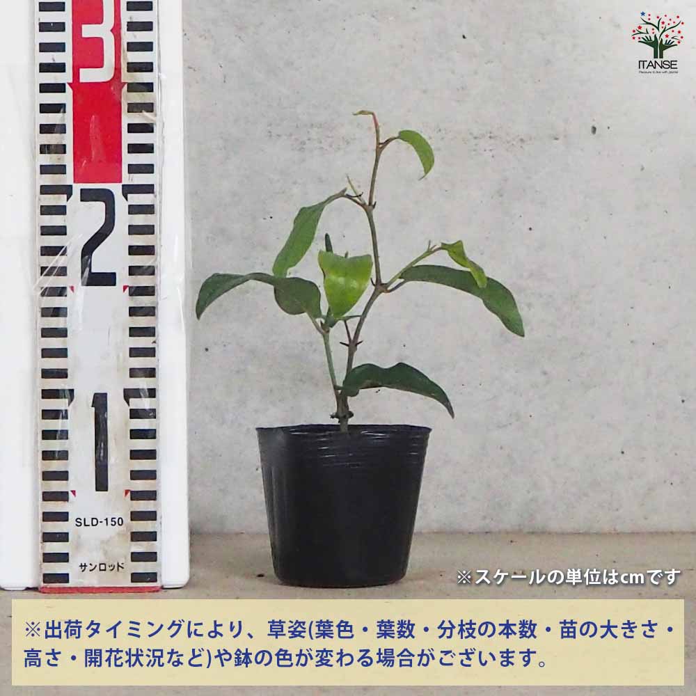 ITANSE 山椒の苗木 花山椒 果樹の苗 9cmポット 挿し木苗/1個売り 山椒苗 さんしょう苗 さんしょ苗 サンショウ苗 サンショ苗 ＩＴＡＮＳＥ 黒胡椒 (コショウ) 挿木苗 9cmポット 8個セット 果樹苗 家庭菜園ならではの味が楽しめます ITANSE 山椒の苗木 花山椒 果樹の苗  9cmポット 挿し木苗/1個売り 山椒苗 さんしょう苗 さんしょ苗 サンショウ苗 サンショ苗 : 野菜苗・植物・青果物販売のITANSE ...