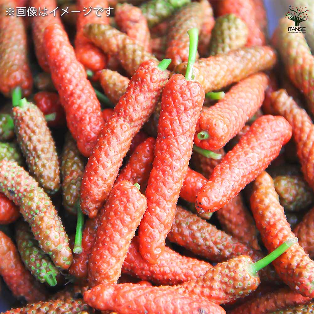 島胡椒(ヒハツモドキ) 【果樹の苗 9cmポット】｜ 【植物のITANSE