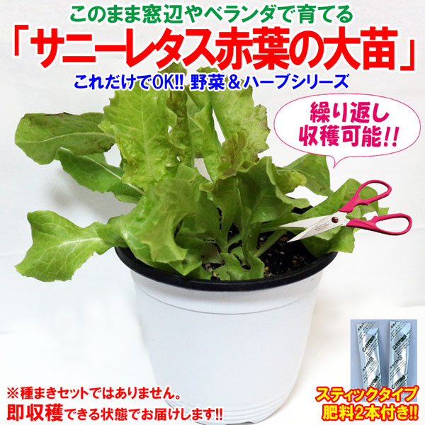 サニーレタス 赤葉 ロロロッサの大苗【野菜苗15cm硬質ポット大苗1個／肥料付き】