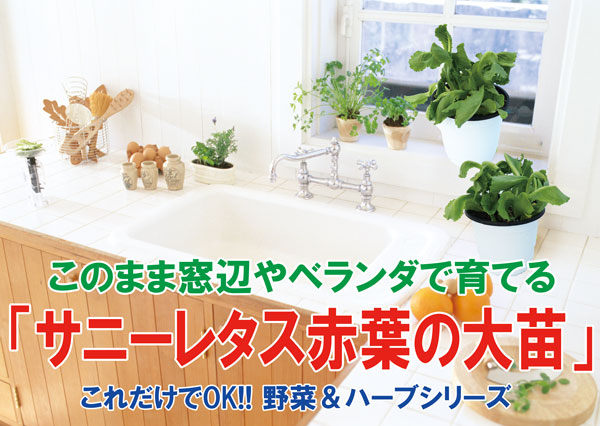 サニーレタス 赤葉 ロロロッサの大苗【野菜苗15cm硬質ポット大苗1個／肥料付き】