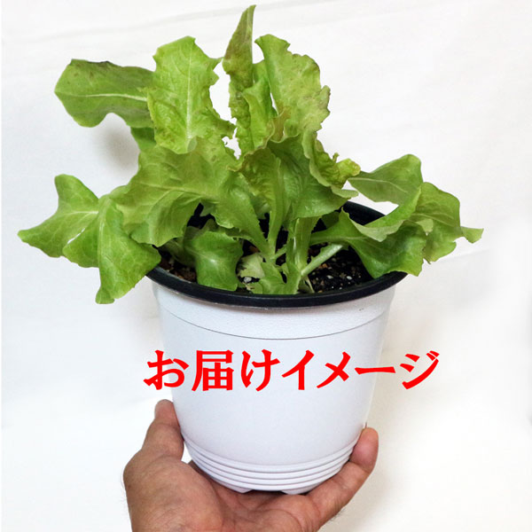 サニーレタス 赤葉 ロロロッサの大苗【野菜苗15cm硬質ポット大苗1個／肥料付き】