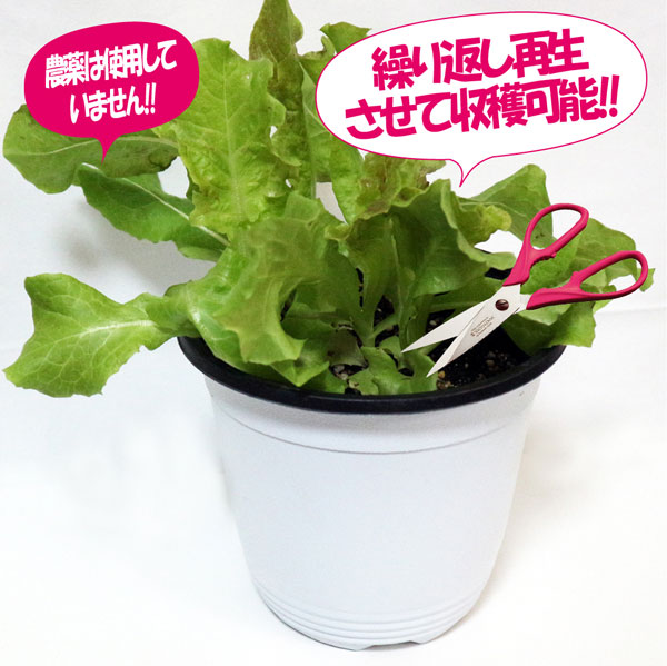 サニーレタス 赤葉 ロロロッサの大苗【野菜苗15cm硬質ポット大苗1個／肥料付き】