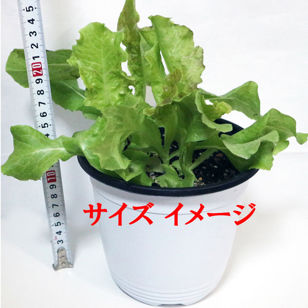 サニーレタス 赤葉 ロロロッサの大苗【野菜苗15cm硬質ポット大苗1個／肥料付き】