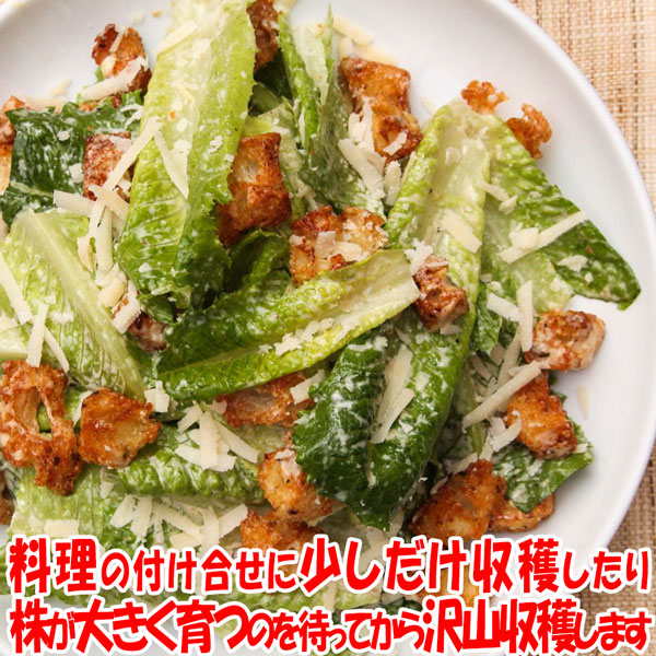 サニーレタス 赤葉 ロロロッサの大苗【野菜苗15cm硬質ポット大苗1個／肥料付き】