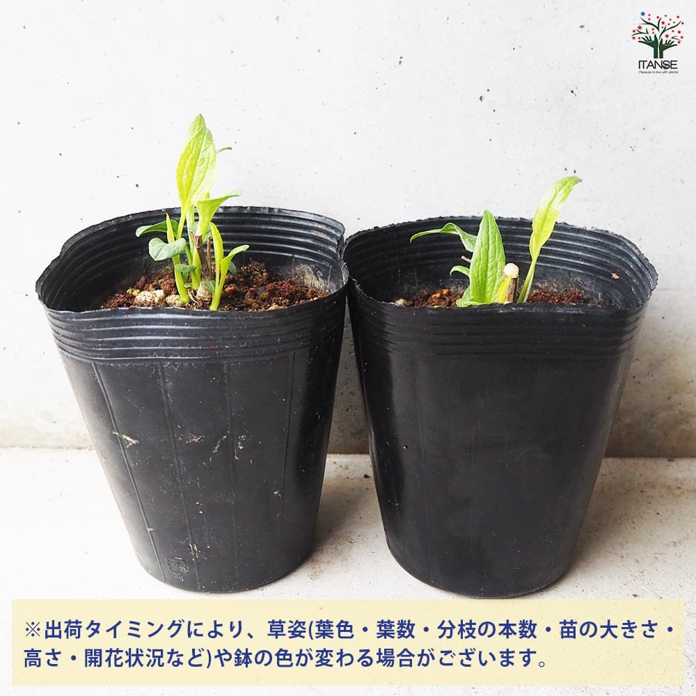 エキナセア グリーンジュエル 【花苗 4.5号ポット】｜ 【植物の