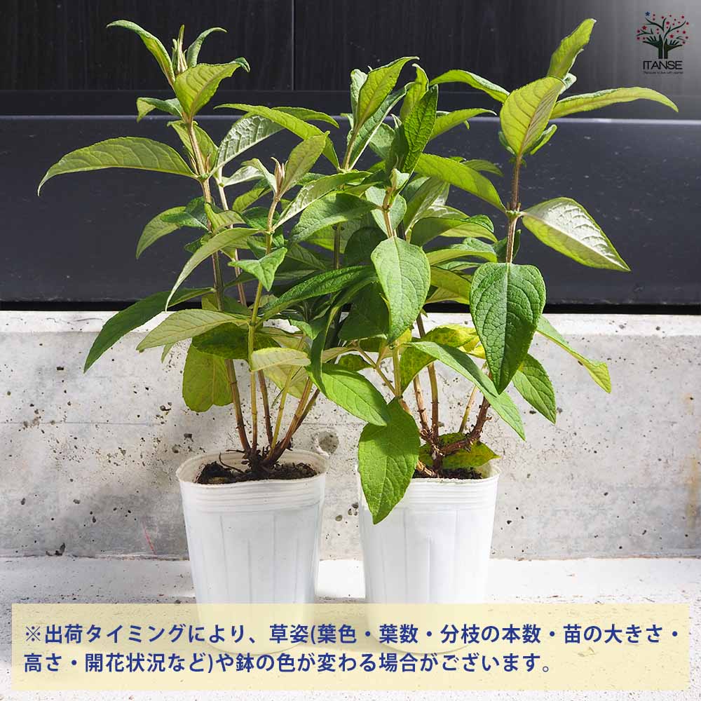 ブッドレア バタフライキャンディー 5種各1個セット/計5個 【花苗 3号