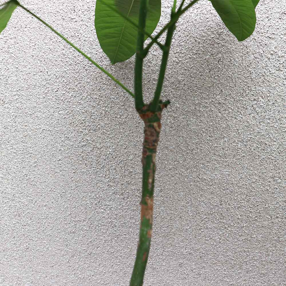 パキラ 曲がり1本立ち【大型 観葉植物 7号鉢／1個】｜ 【植物の