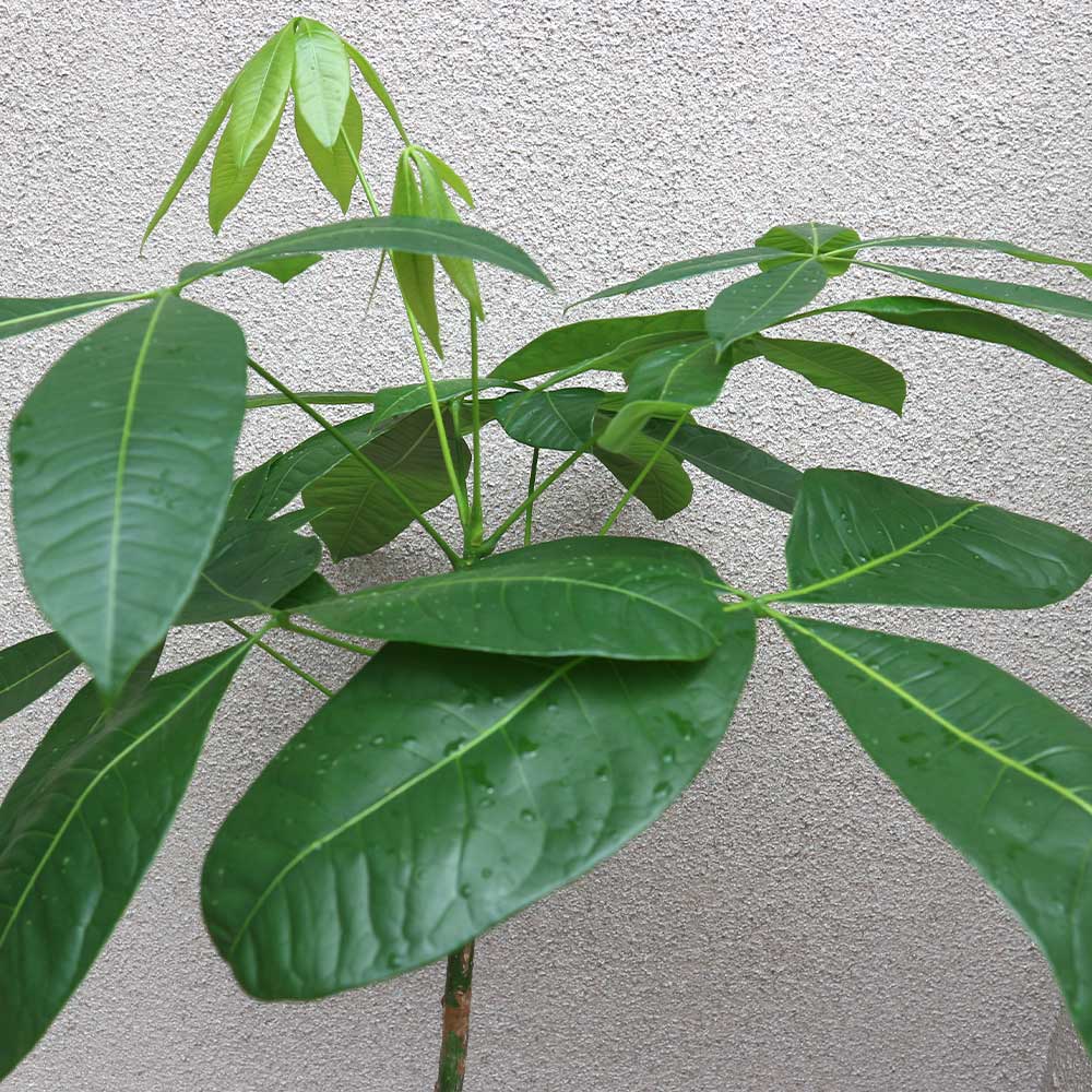 パキラ 観葉植物 曲がった茎 パキラ 曲がり1本立ち【大型 観葉植物 7号鉢／1個】｜ 【植物の