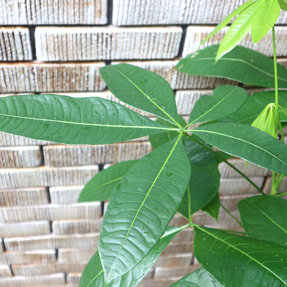 パキラ 曲がり1本立ち【大型 観葉植物 7号鉢／1個】｜ 【植物の