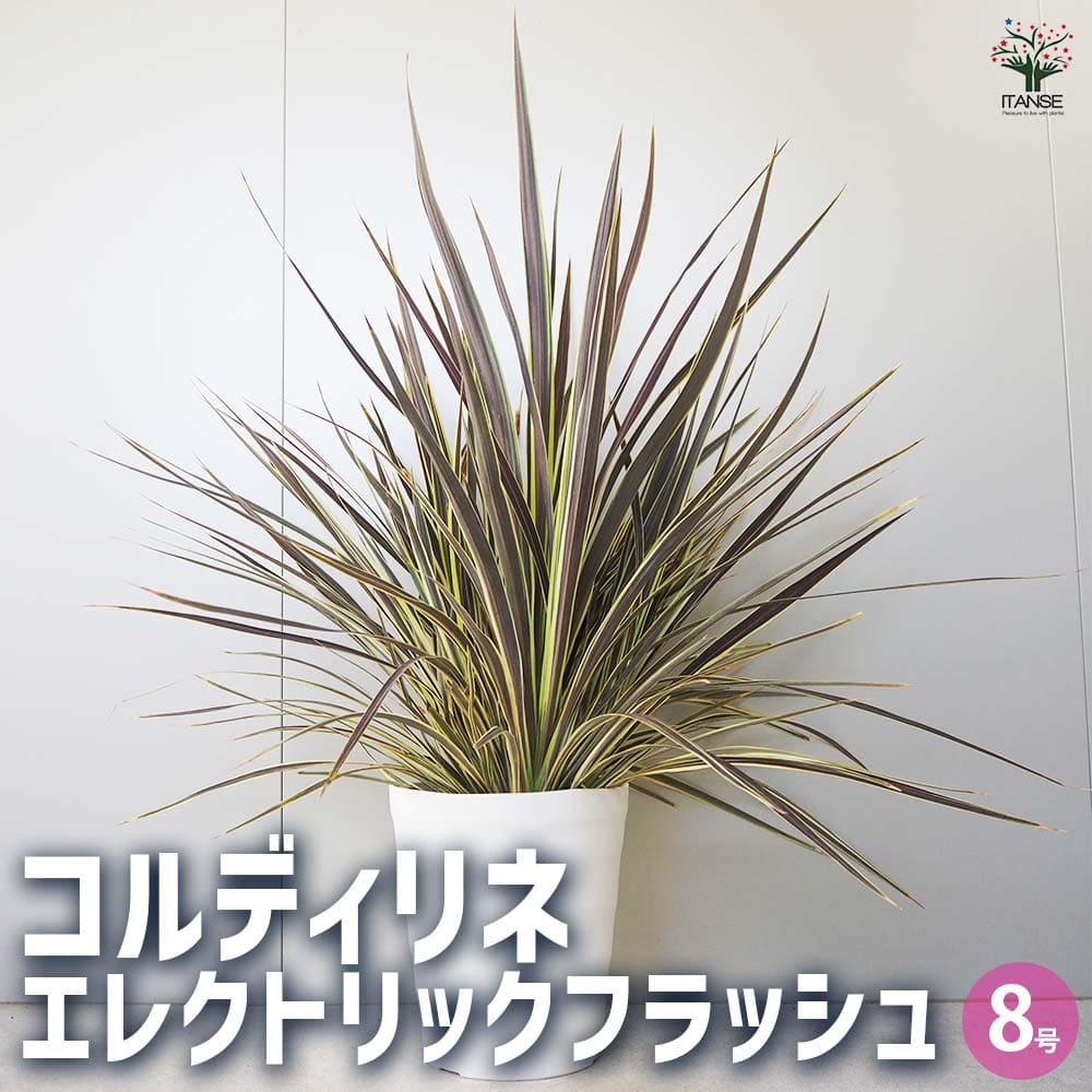 コルディリネ エレクトリックフラッシュ 【観葉植物 8号鉢／1個売り】