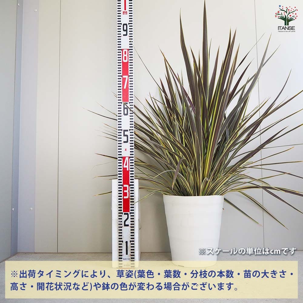 コルディリネ エレクトリックフラッシュ 【観葉植物 8号鉢／1個売り】