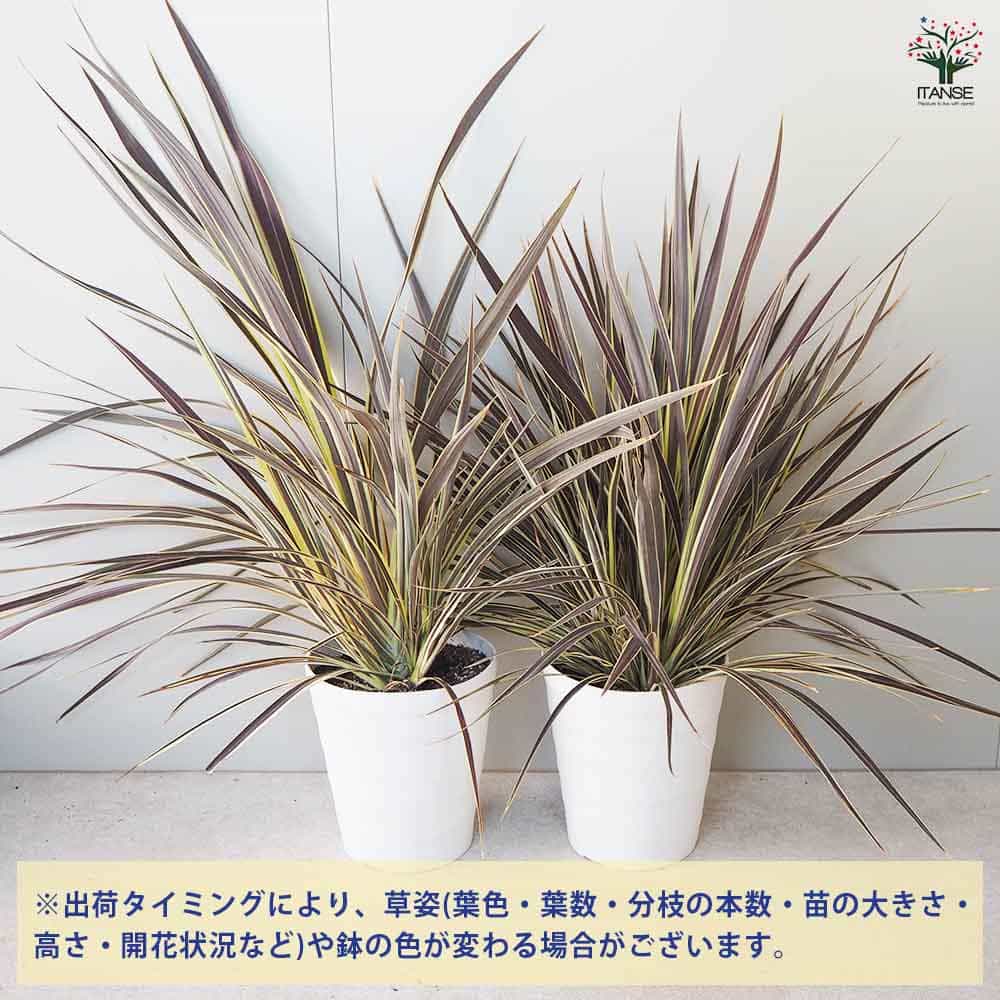 コルディリネ エレクトリックフラッシュ 【観葉植物 8号鉢／1個売り】