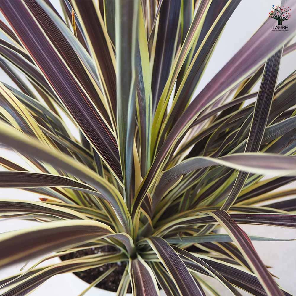 コルディリネ エレクトリックフラッシュ 【観葉植物 8号鉢／1個売り】