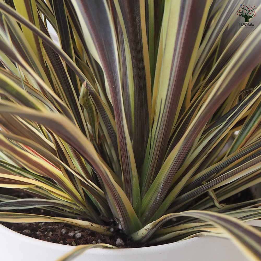 コルディリネ エレクトリックフラッシュ 【観葉植物 8号鉢／1個売り】